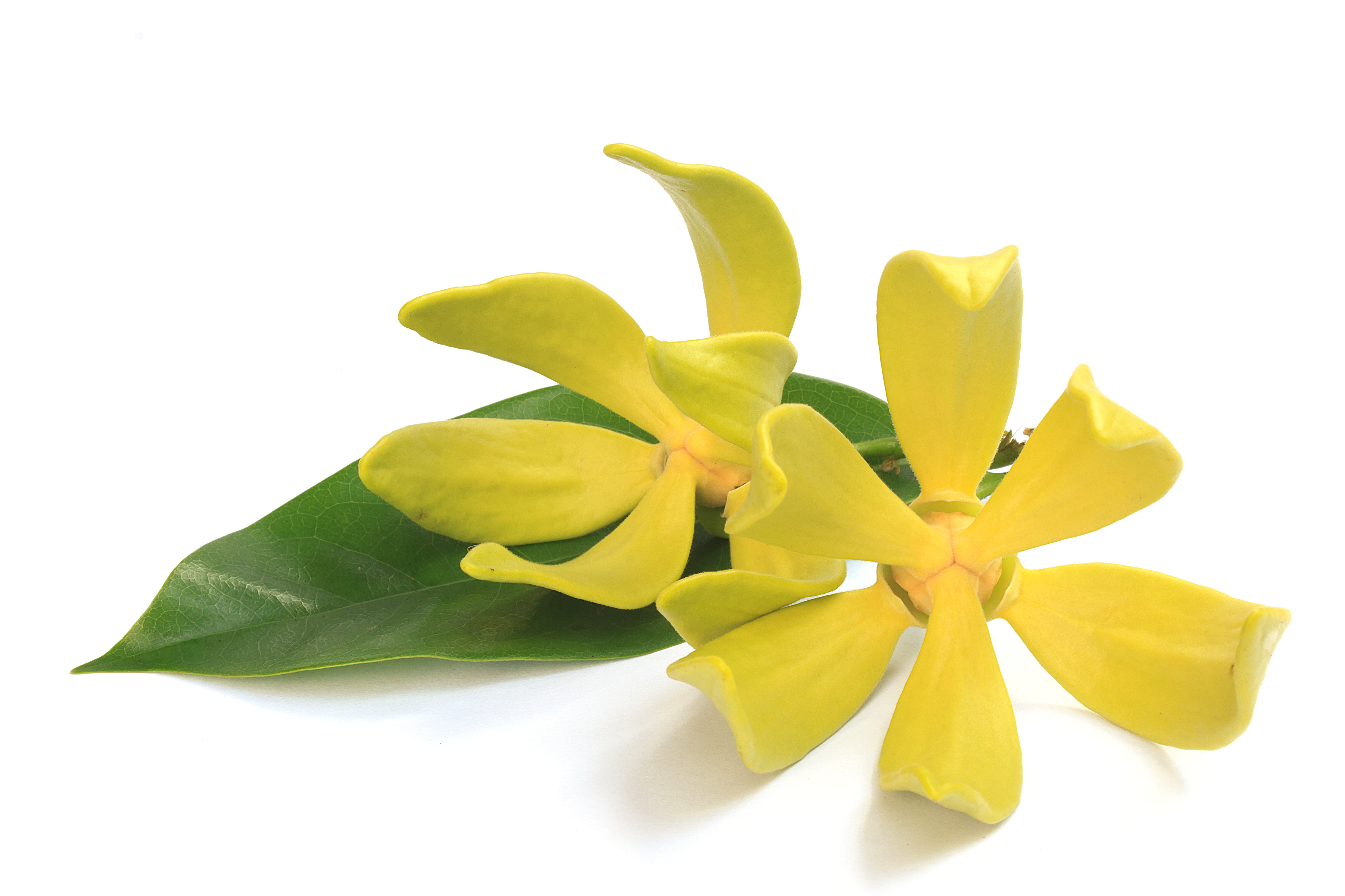 Ylang Ylang